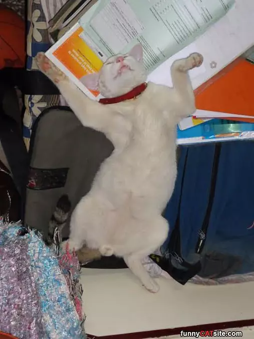 Oggy Is Relaxing