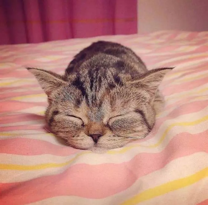 Sooo Cute And Sleepy