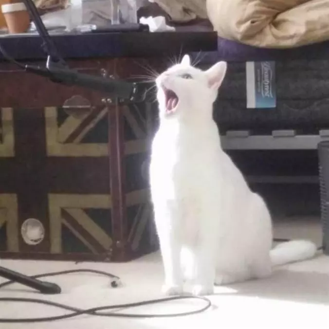 Rawrrrrrrrraaaaaaa