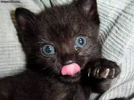 Cat Licking