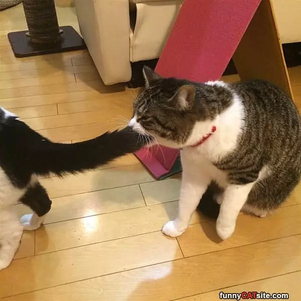 Nomm Nom Nom