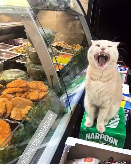 Rawrrrraaa