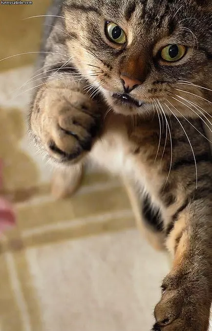 Fangs