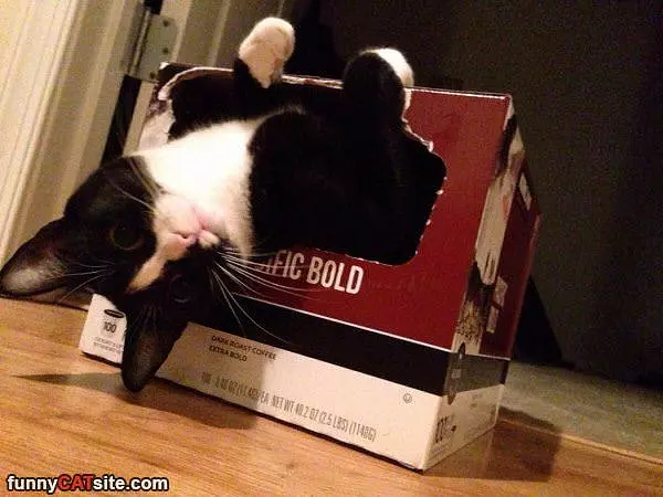 Box Cat