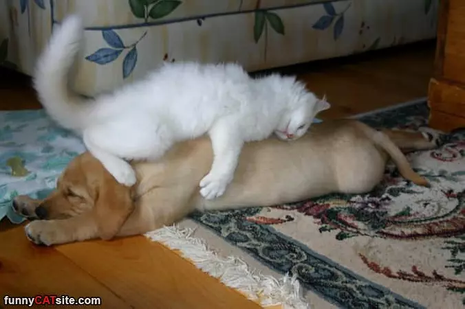 Get Off Of Me Kitty