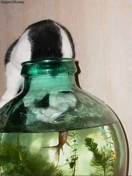 Cat Fishing