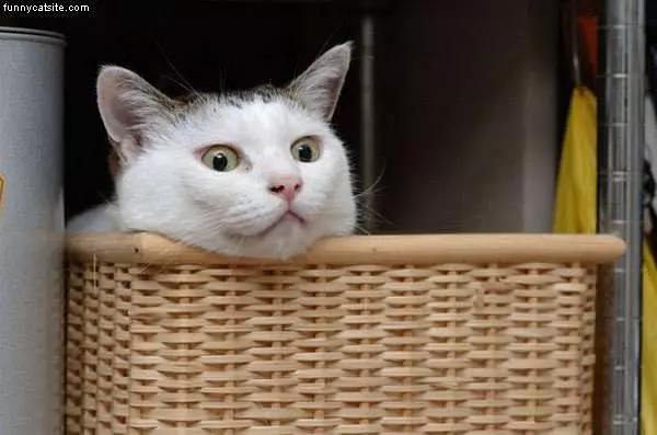 Cat In Basket