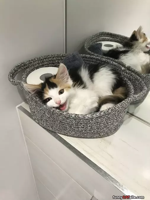 Did You Say Something