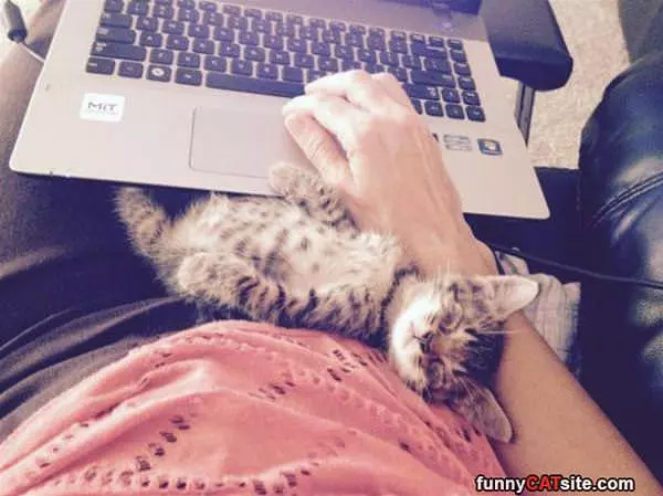 This Is A Good Kitten Spot