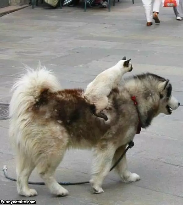 Ride Ride