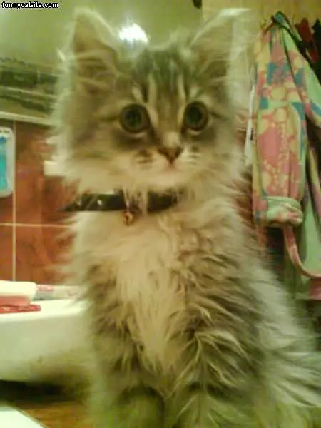 Fur Ball Posing