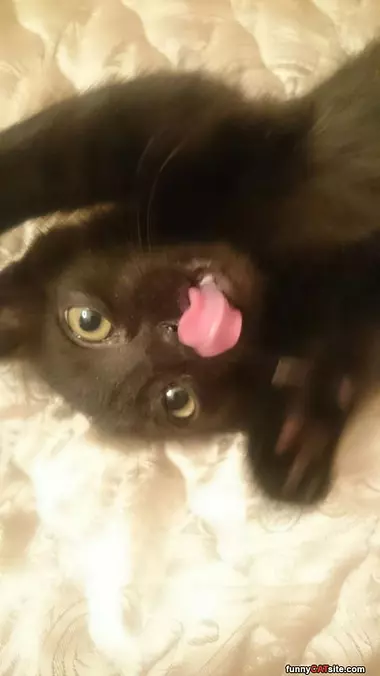 Licky Lick