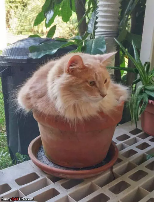 Fluffy Pot