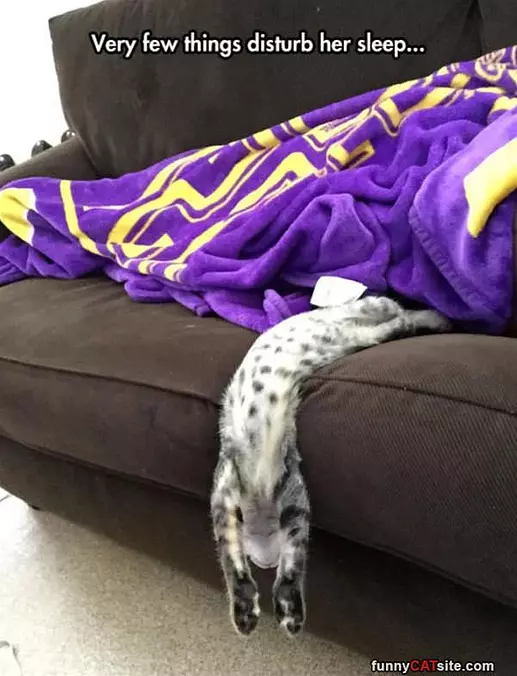 No Disturbing My Sleep