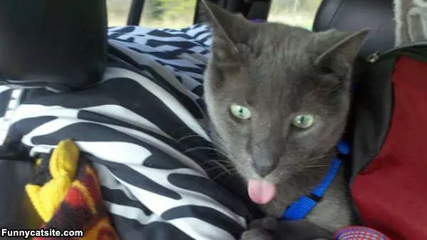 I Can See My Own Tongue