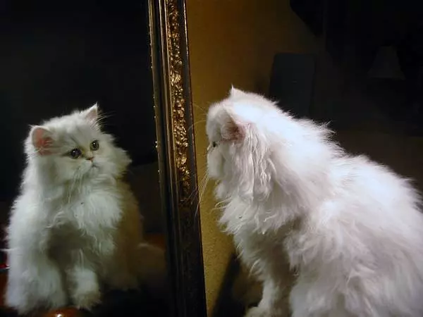 Mirror Mirror On The Wall