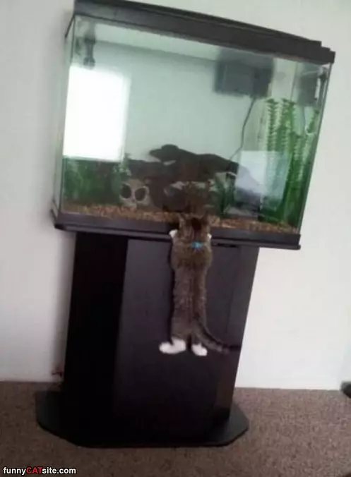 Looking For The Fishies