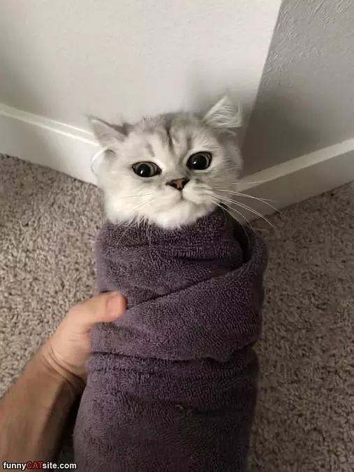 A Purrrito