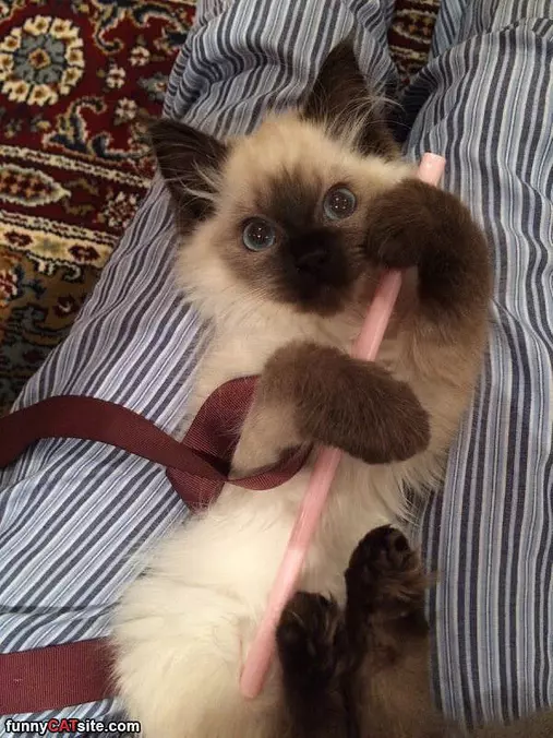 Can I Has This Now