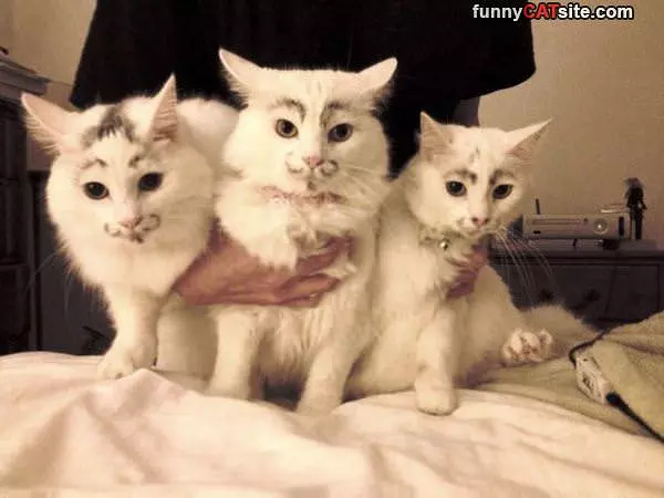 Nice Mustaches