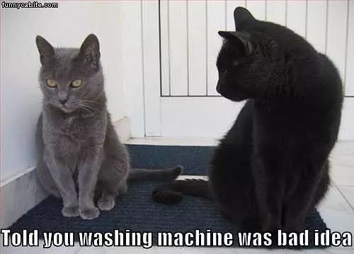 Washing Machine Cat