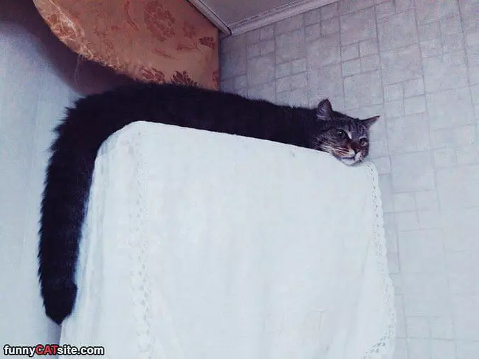 The Longest Cat