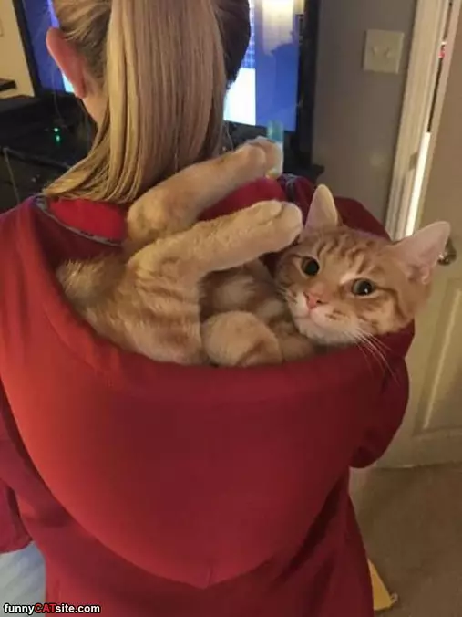 Cat Sweatshirt