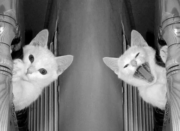 Crazy Cats
