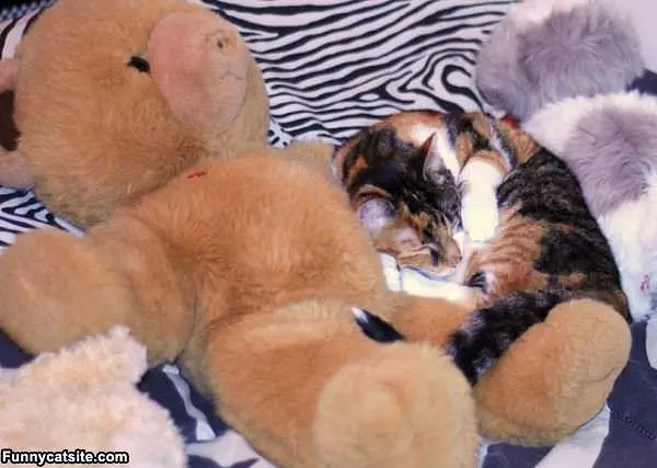 I Has A Bear
