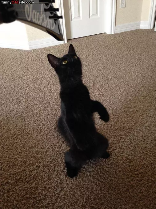 Jump Around