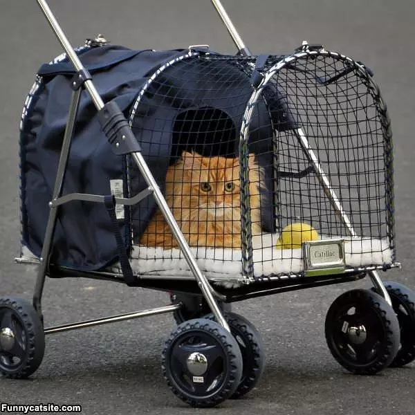 Catilac