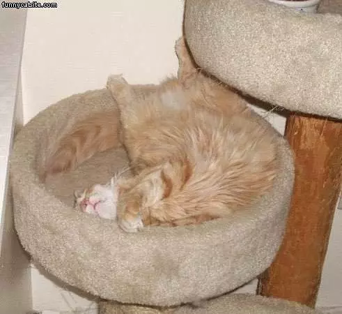 Sleepy In Odd Position