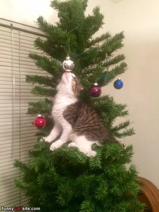 Climbing The Trees
