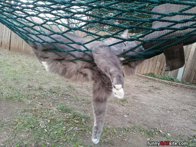 If It Fits