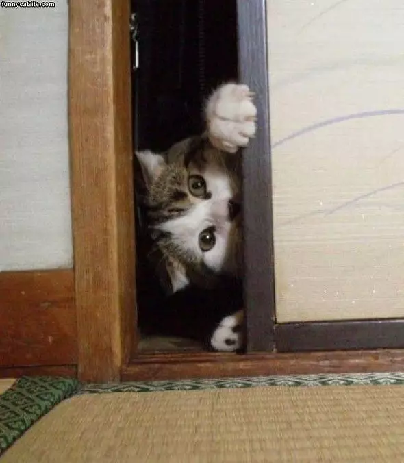 Peekaboo