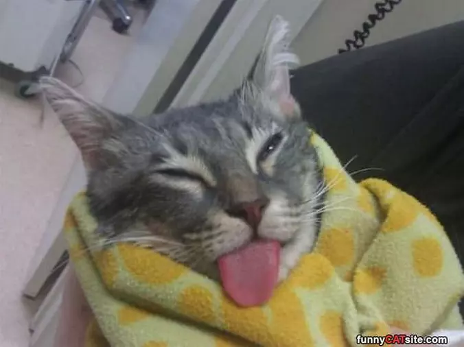 Hanging Around With My Tongue Out