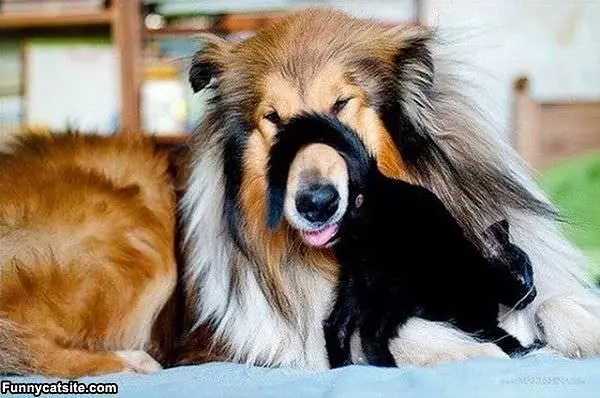 Hello Doggy