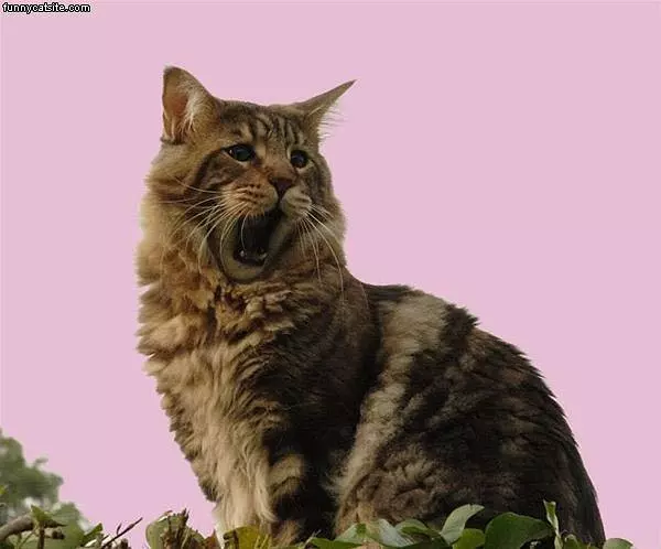 Big Yawns