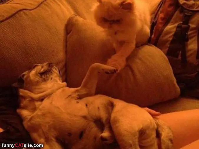 High Five Buddy