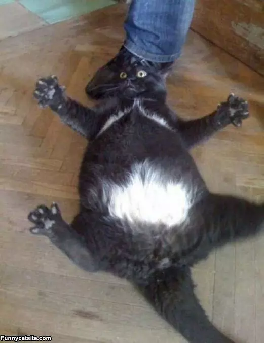 It Was This Big I Swear