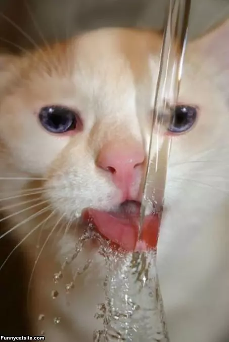 Nom Nom Nom Water