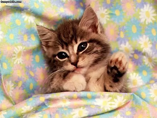 Tucked In