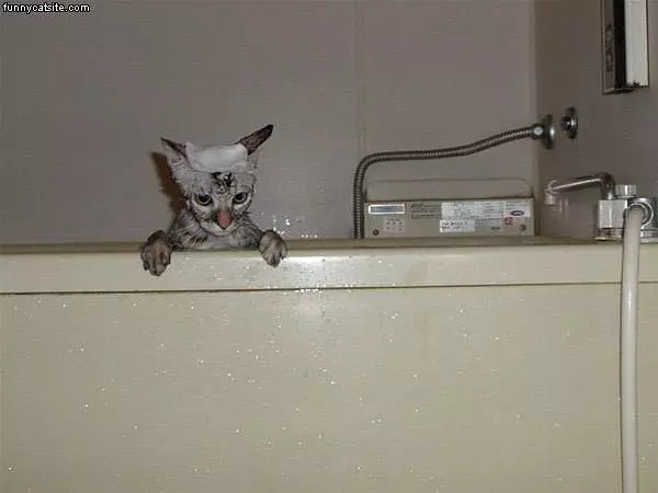 Bath Cat