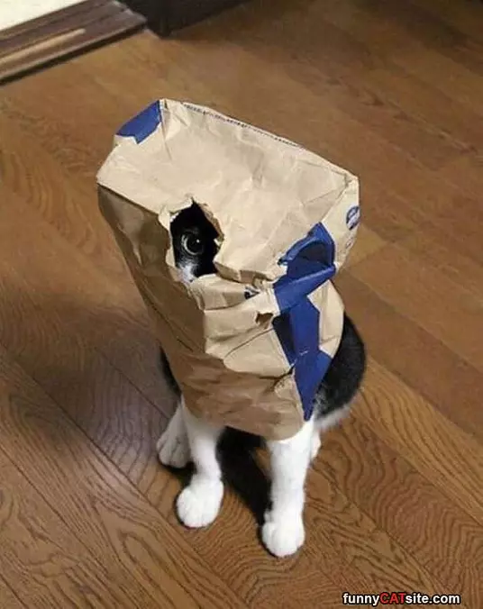 My Special Camo