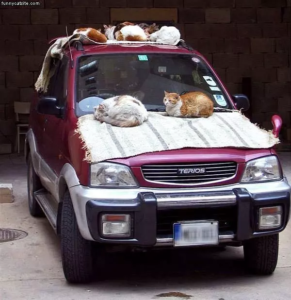 The Cat Bed