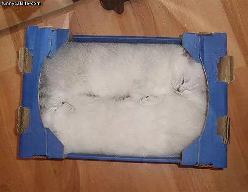 Two Cats Crammed In Box
