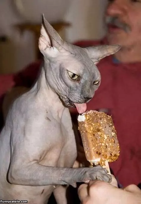 Ice Cream Lover