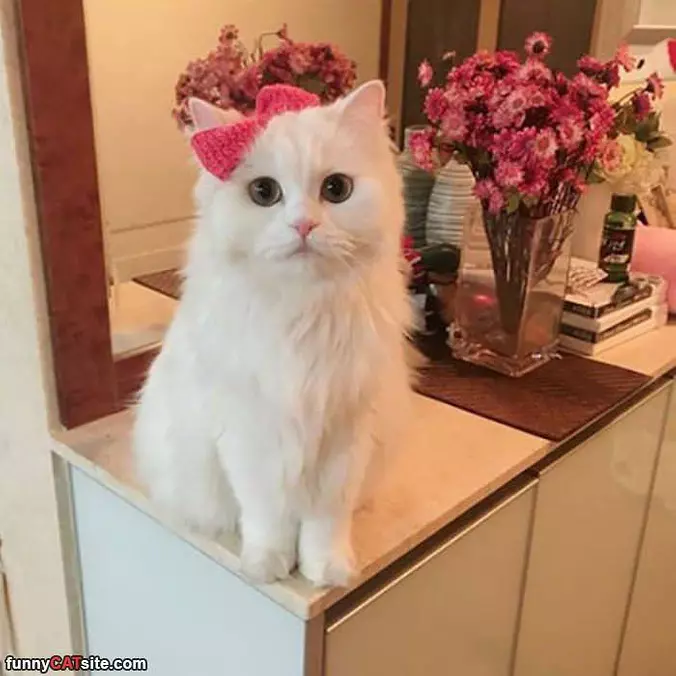 Cute White Cat