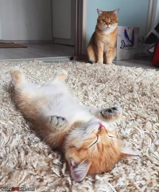 This Carpet Is My Favorite