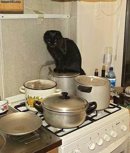 Cook